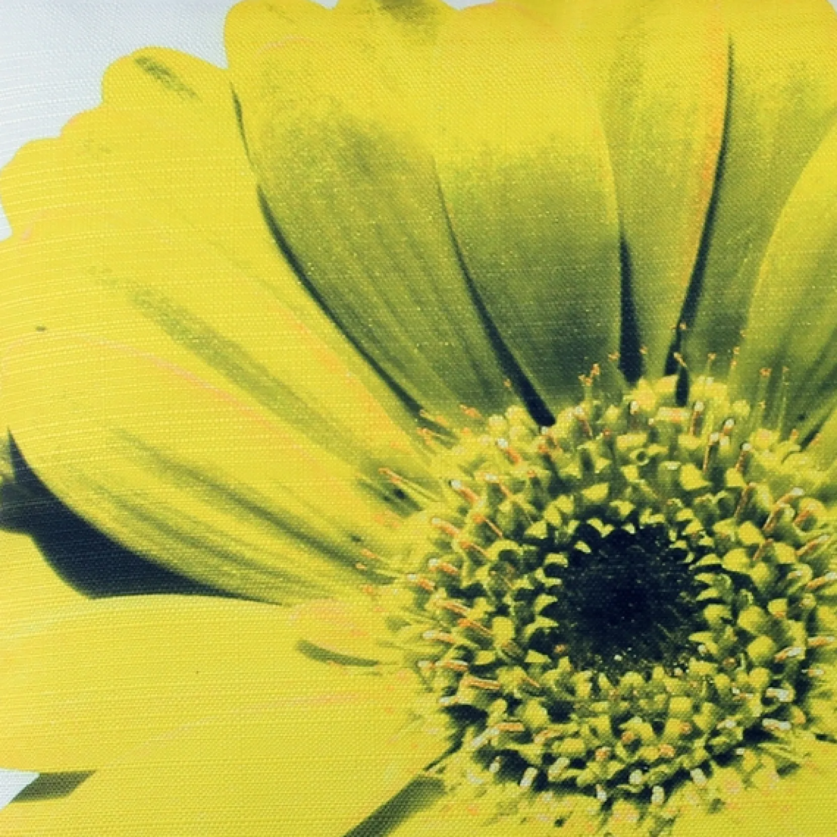 Bold Daisy Flower Yellow Throw Pillow 19x19
